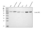 Lamin B2 Antibody in Western Blot (WB)