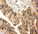 LPXN Antibody in Immunohistochemistry (Paraffin) (IHC (P))