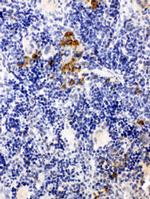 LPXN Antibody in Immunohistochemistry (Paraffin) (IHC (P))