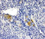 LPXN Antibody in Immunohistochemistry (Paraffin) (IHC (P))