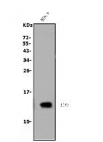 Ly-6A/E (Sca-1) Antibody in Western Blot (WB)