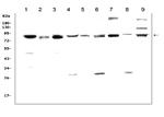 MAD1 Antibody in Western Blot (WB)