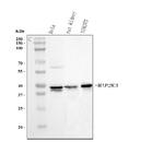 MEK3 Antibody in Western Blot (WB)