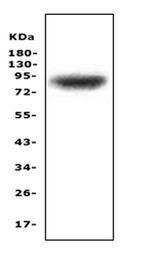 ZAK Antibody in Western Blot (WB)