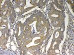 MAVS Antibody in Immunohistochemistry (Paraffin) (IHC (P))