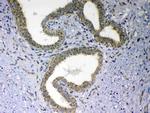 MAVS Antibody in Immunohistochemistry (Paraffin) (IHC (P))