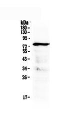 MAVS Antibody in Western Blot (WB)