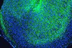 MBP Antibody in Immunohistochemistry (Paraffin) (IHC (P))