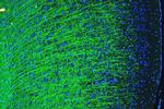 MBP Antibody in Immunohistochemistry (Paraffin) (IHC (P))