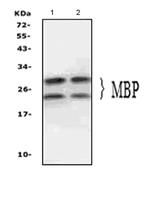 MBP Antibody in Western Blot (WB)