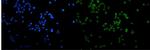 MCM2 Antibody in Immunocytochemistry (ICC/IF)