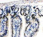 MCM2 Antibody in Immunohistochemistry (Paraffin) (IHC (P))