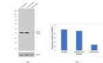 MFGE8 (Lactadherin) Antibody in Western Blot (WB)