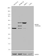 MFGE8 (Lactadherin) Antibody in Western Blot (WB)