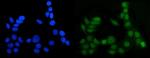 MGMT Antibody in Immunocytochemistry (ICC/IF)