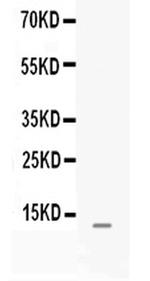 MGP Antibody in Western Blot (WB)