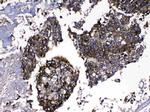 MMP16 Antibody in Immunohistochemistry (Paraffin) (IHC (P))