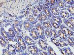 MMP16 Antibody in Immunohistochemistry (Frozen) (IHC (F))