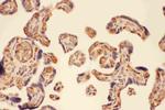 MMP7 Antibody in Immunohistochemistry (Paraffin) (IHC (P))