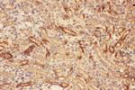 MMP7 Antibody in Immunohistochemistry (Paraffin) (IHC (P))