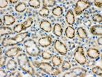 MMP9 Antibody in Immunohistochemistry (Paraffin) (IHC (P))