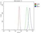 MNAT1 Antibody in Flow Cytometry (Flow)