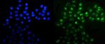 MNAT1 Antibody in Immunocytochemistry (ICC/IF)