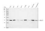 MNAT1 Antibody in Western Blot (WB)