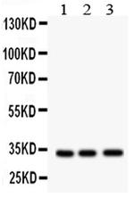 MPG Antibody in Western Blot (WB)