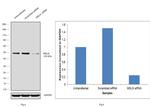 Mesothelin Antibody in Western Blot (WB)