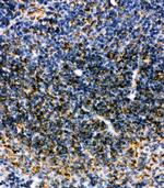 MTCO1 Antibody in Immunohistochemistry (Paraffin) (IHC (P))