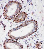 MTCO1 Antibody in Immunohistochemistry (Paraffin) (IHC (P))