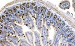 MUC2 Antibody in Immunohistochemistry (Paraffin) (IHC (P))