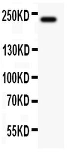 MUC4 Antibody in Western Blot (WB)