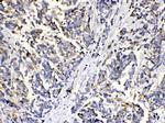 MUT Antibody in Immunohistochemistry (Paraffin) (IHC (P))