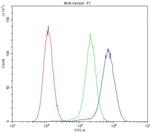 MVP Antibody in Flow Cytometry (Flow)