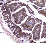 MVP Antibody in Immunohistochemistry (Paraffin) (IHC (P))