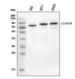 Myb Antibody in Western Blot (WB)