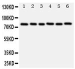 B-Myb Antibody in Western Blot (WB)