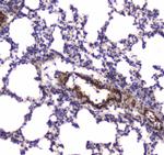 MYLK Antibody in Immunohistochemistry (Paraffin) (IHC (P))