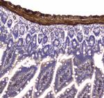 MYLK Antibody in Immunohistochemistry (Paraffin) (IHC (P))