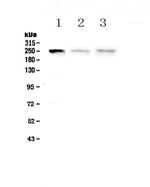 MYLK Antibody in Western Blot (WB)