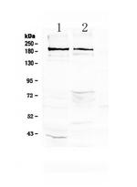 Neurocan Antibody in Western Blot (WB)