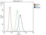 NEDD4L Antibody in Flow Cytometry (Flow)