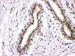 NFIA Antibody in Immunohistochemistry (Paraffin) (IHC (P))