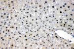 NFIA Antibody in Immunohistochemistry (Paraffin) (IHC (P))