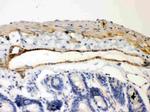 IkB beta Antibody in Immunohistochemistry (Paraffin) (IHC (P))