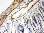 IkB beta Antibody in Immunohistochemistry (Paraffin) (IHC (P))