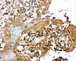 NLRP3 Antibody in Immunohistochemistry (Paraffin) (IHC (P))