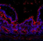 NLRP3 Antibody in Immunohistochemistry (Paraffin) (IHC (P))